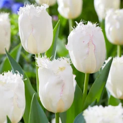 Tulip 'Lady Smile' -UK Garden Plants Shop tulip lady smile 6