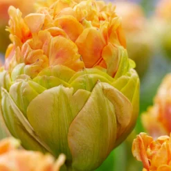 Tulip 'Le Lavandou' -UK Garden Plants Shop tulip le lavandou 1
