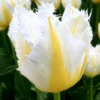Tulip 'Lemon Beauty' 2 Tulip 'Lemon Beauty' -UK Garden Plants Shop tulip lemon beauty 00 scaled