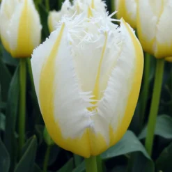 Tulip 'Lemon Beauty' -UK Garden Plants Shop tulip lemon beauty 01 scaled