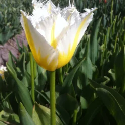 Tulip 'Lemon Beauty' -UK Garden Plants Shop tulip lemon beauty 04 scaled