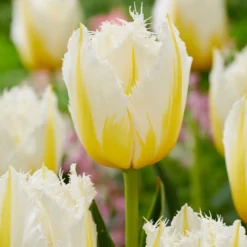Tulip 'Lemon Beauty' -UK Garden Plants Shop tulip lemon beauty 2