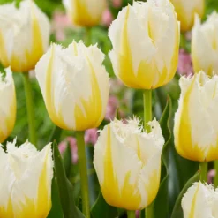 Tulip 'Lemon Beauty' -UK Garden Plants Shop tulip lemon beauty 3