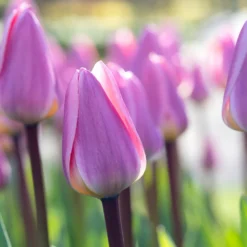 Tulip 'Light And Dreamy' 16 Tulip 'Light And Dreamy' -UK Garden Plants Shop tulip light and dreamy 00