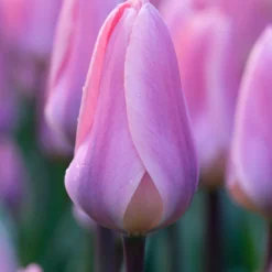 Tulip 'Light And Dreamy' 13 Tulip 'Light And Dreamy' -UK Garden Plants Shop tulip light and dreamy 01