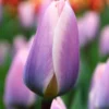 Tulip 'Light And Dreamy' -UK Garden Plants Shop tulip light and dreamy 1