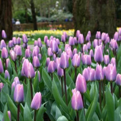 Tulip 'Light And Dreamy' 17 Tulip 'Light And Dreamy' -UK Garden Plants Shop tulip light and dreamy 2