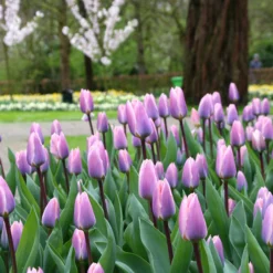 Tulip 'Light And Dreamy' 11 Tulip 'Light And Dreamy' -UK Garden Plants Shop tulip light and dreamy 3