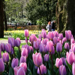 Tulip 'Light And Dreamy' 15 Tulip 'Light And Dreamy' -UK Garden Plants Shop tulip light and dreamy 4