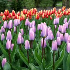 Tulip 'Light And Dreamy' 14 Tulip 'Light And Dreamy' -UK Garden Plants Shop tulip light and dreamy 5