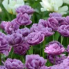 Tulip 'Lilac Perfection' -UK Garden Plants Shop tulip lilac perfection 1