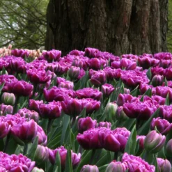 Tulip 'Lilac Perfection' -UK Garden Plants Shop tulip lilac perfection 1 da4c6f67 bc15 4e65 a5b1 7e140c67adca