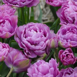 Tulip 'Lilac Perfection' -UK Garden Plants Shop tulip lilac perfection 2