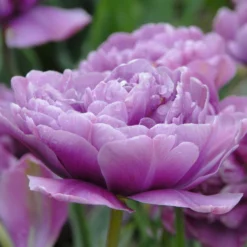 Tulip 'Lilac Perfection' -UK Garden Plants Shop tulip lilac perfection 3