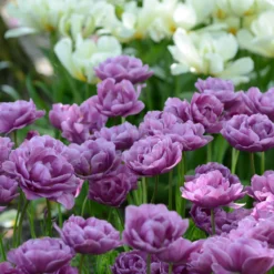Tulip 'Lilac Perfection' -UK Garden Plants Shop tulip lilac perfection 4