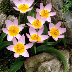 Tulip 'Lilac Wonder' -UK Garden Plants Shop tulip lilac wonder 00