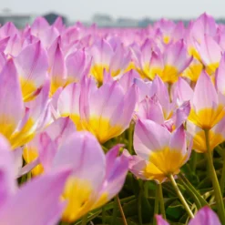 Tulip 'Lilac Wonder' -UK Garden Plants Shop tulip lilac wonder 2