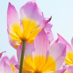 Tulip 'Lilac Wonder' -UK Garden Plants Shop tulip lilac wonder 3