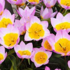 Tulip 'Lilac Wonder' -UK Garden Plants Shop tulip lilac wonder 4