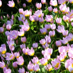 Tulip 'Lilac Wonder' -UK Garden Plants Shop tulip lilca wonder 5 scaled