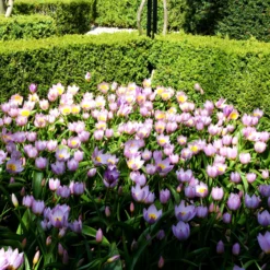 Tulip 'Lilac Wonder' -UK Garden Plants Shop tulip lilca wonder 6 scaled