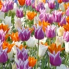 Tulip 'Lily-Flowering Mixed' -UK Garden Plants Shop tulip lily flowering mixed colours 1