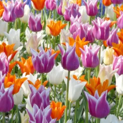 Tulip 'Lily-Flowering Mixed'