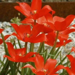 Tulip Linifolia -UK Garden Plants Shop tulip linifolia 1
