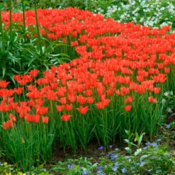 Tulip Linifolia -UK Garden Plants Shop tulip linifolia 3