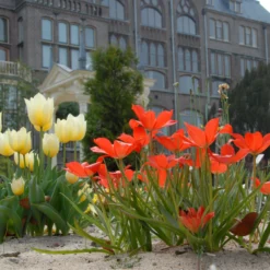 Tulip Linifolia -UK Garden Plants Shop tulip linifolia 4 scaled