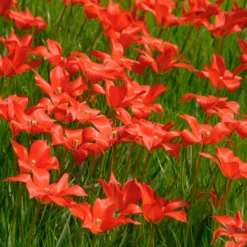 Tulip Linifolia -UK Garden Plants Shop tulip linifolia 5 scaled