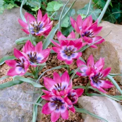 Tulip 'Little Beauty' 25 Tulip 'Little Beauty' -UK Garden Plants Shop tulip little beauty 01