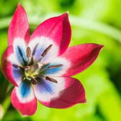 Tulip 'Little Beauty' 17 Tulip 'Little Beauty' -UK Garden Plants Shop tulip little beauty 1 1 scaled