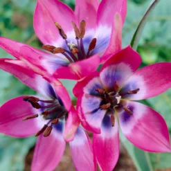 Tulip 'Little Beauty' 19 Tulip 'Little Beauty' -UK Garden Plants Shop tulip little beauty 10