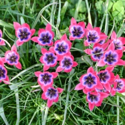 Tulip 'Little Beauty' 16 Tulip 'Little Beauty' -UK Garden Plants Shop tulip little beauty 2 1 scaled