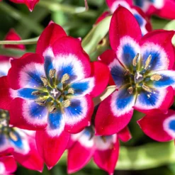 Tulip 'Little Beauty' 18 Tulip 'Little Beauty' -UK Garden Plants Shop tulip little beauty 3 scaled