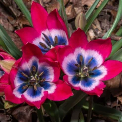 Tulip 'Little Beauty' 21 Tulip 'Little Beauty' -UK Garden Plants Shop tulip little beauty 4 scaled