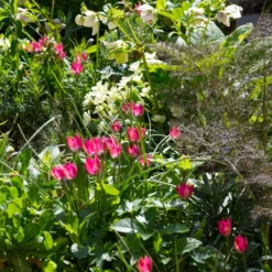 Tulip 'Little Beauty' 22 Tulip 'Little Beauty' -UK Garden Plants Shop tulip little beauty 5 scaled