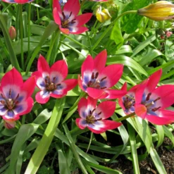 Tulip 'Little Beauty' 23 Tulip 'Little Beauty' -UK Garden Plants Shop tulip little beauty 6 scaled