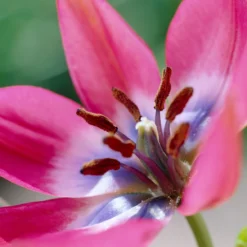 Tulip 'Little Beauty' 20 Tulip 'Little Beauty' -UK Garden Plants Shop tulip little beauty 7