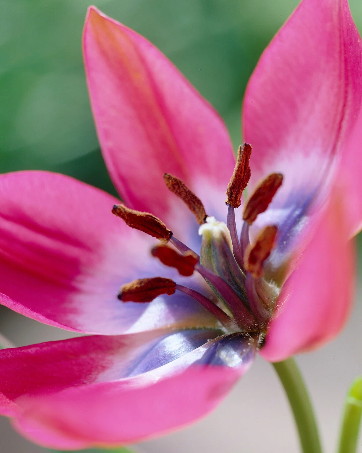 Tulip 'Little Beauty' 8 Tulip 'Little Beauty' - Image 6