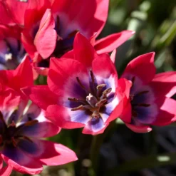 Tulip 'Little Beauty' 24 Tulip 'Little Beauty' -UK Garden Plants Shop tulip little beauty 8