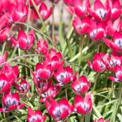 Tulip 'Little Beauty' 26 Tulip 'Little Beauty' -UK Garden Plants Shop tulip little beauty 9 scaled