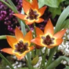Tulip 'Little Princess' -UK Garden Plants Shop tulip little princess 00 07c84125 685d 49d8 80ad 4d97f153a73f