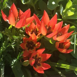 Tulip 'Little Princess' -UK Garden Plants Shop tulip little princess 01 scaled