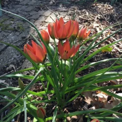 Tulip 'Little Princess' -UK Garden Plants Shop tulip little princess 1