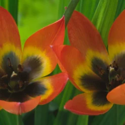 Tulip 'Little Princess' -UK Garden Plants Shop tulip little princess 10 scaled