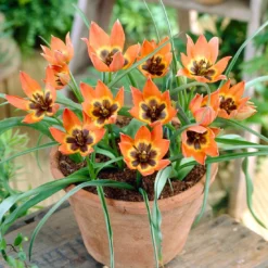 Tulip 'Little Princess' -UK Garden Plants Shop tulip little princess 1 6baeda67 98a7 432c acc9 5d627d6b960a