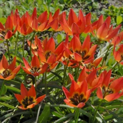 Tulip 'Little Princess' -UK Garden Plants Shop tulip little princess 3