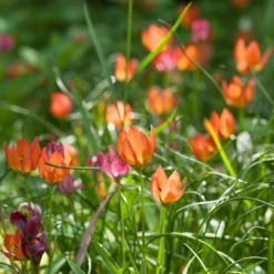 Tulip 'Little Princess' -UK Garden Plants Shop tulip little princess 4 97572ecd 11bc 4548 ad1a 5e97173e150e